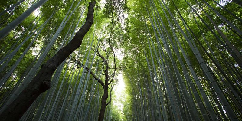技术深度解析：原理与应用